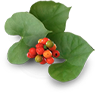 rubia cordifolia